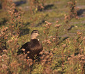 a black duck in the field