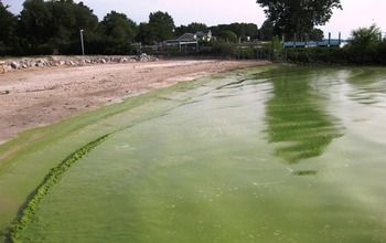 Blue-green algae bloom in the summer of 2009 near Catawaba Island in Lake Erie.
