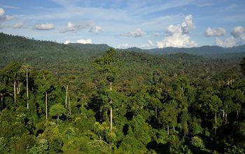 Forests are growing more vigorously, scientists found, and therefore, are locking away more carbon.