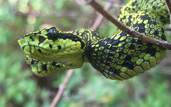 The Talamancan palm-pitviper, found in the highlands of the Talamancan Cordillera in Costa Rica.