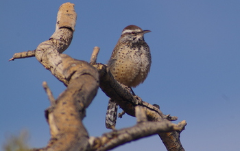 The cactus wren is a desert species that has remained relatively stable over the study period.