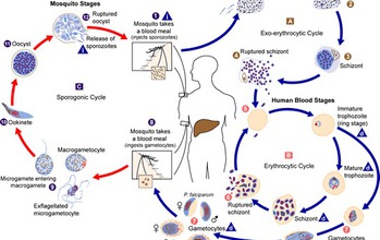 diagram showing Malaria lifecycle