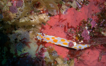 Photo of marine organisms under water