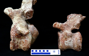 two tail vertebrae of the newly discovered Rukwatitan.