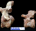 two tail vertebrae of the newly discovered Rukwatitan.