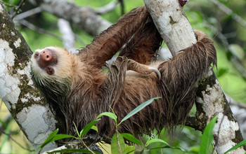 Two-toed sloths are heavily-built animals with shaggy fur and slow, deliberate movements.
