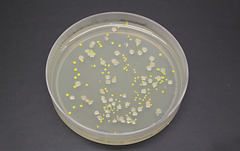 Colonies of bacteria