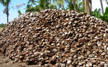 discarded coconut husks