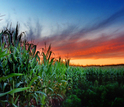 corn field at sunset