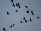 sandhill cranes flying