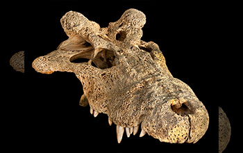 Skull of extinct horned crocodile Voay robustus