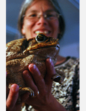Cane toad from Suriname, being used in muscle studies.