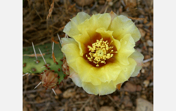 A prickly pear blooms along the Walter Orr Roberts Weather Trail at NCAR's Mesa Lab