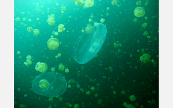 Millions of moon jellyfish and golden jellyfish gather in a marine lake in Palau in the Pacific