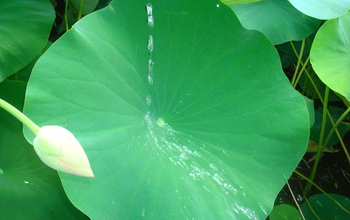Green lotus leaf with water bouncing off of it.