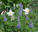columbines and lupines flowers in bloom