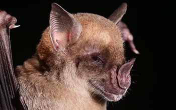 Pale spear-nosed bats have exceptional longevity