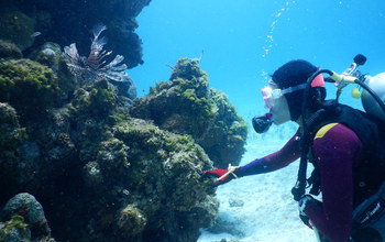 Alexandra Davis under water studying corals