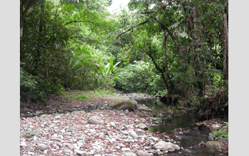 Field camp on the Pirre river in extreme eastern Panama