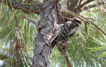 Hairy woodpecker in a tree