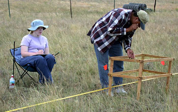 REU interns measure and record plant compostion