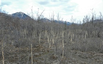 Willow trees denuded by the grazing of hares.