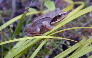 Frog (<em>Rana chensinensis</em>) from Southern Sakhalin Island, Russia
