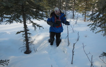 A researcher examines white spruce trees killed by hare-browsing in northern Alaska.
