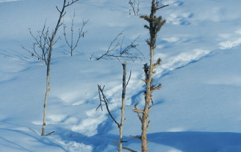 Alaska spruce trees and deciduous shrubs denuded by heavy grazing by snowshoe hares.