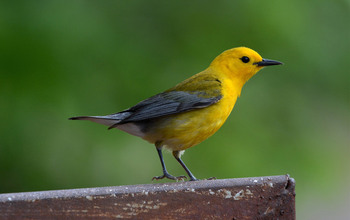 Prothonotary warblers may migrate over distances as great as 5,000 miles or more.