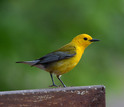 Prothonotary warblers may migrate over distances as great as 5,000 miles or more.