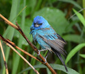 Indigo buntings often migrate by night, using the stars to navigate.