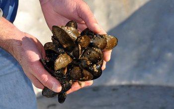 Man holding Mediterranean mussels at the Penn Cove Shellfish Farm