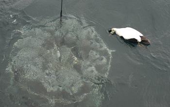 duck looking at a water-sampling rosette being lowered into the ocean