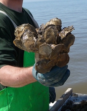 A cluster of eastern oysters <em>(Crassostrea virginica)</em> from Delaware Bay.