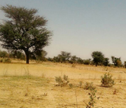 View of the transition zone between desert and savanna.