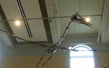 pterodactyloid scheleton suspended