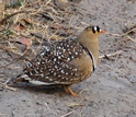 Double-banded sandgrouse