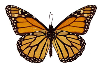 Multimedia Gallery - View of the dorsal wings of a monarch butterfly ...