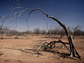 Ghostly sentinels: trees in Senegal that have died in a drought.