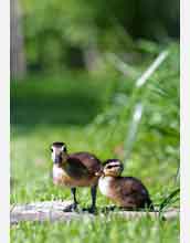 Young wood ducks