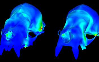 Skull of the bat Carollia perspicillata (left) and a model of the same bat (right).