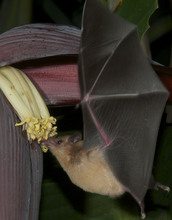 A nectar bat, Glossophaga soricina, feeding on the flowers of a banana plant.
