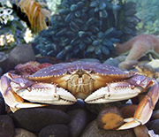 Dungeness crab fisheries on the U.S. West Coast are closed when domoic acid is in the water.