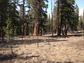 Dust collectors at Shorthair Creek in NSF's Southern Sierra Critical Zone Observatory.