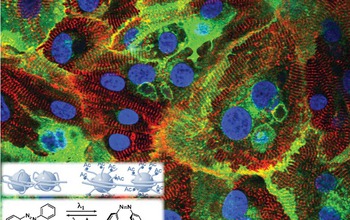 cardiac muscle cells