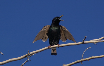 The European starling is an introduced species that, while still common in Phoenix, is declining.