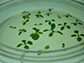 Sterile Nicotiana tabacum plants growing in nutrient agar.