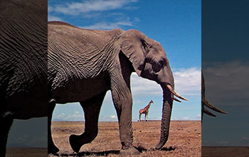 African elephant and reticulated giraffe