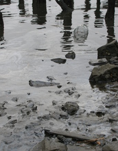 The scientists collected fish in a minnow trap. A sheen from creosote contamination is visible.